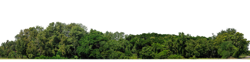 A group of rich green trees High resolution on transparent background. - obrazy, fototapety, plakaty