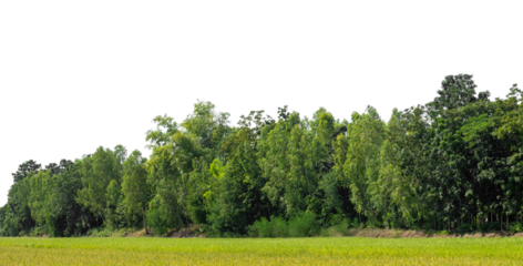 A group of rich green trees High resolution on transparent background.