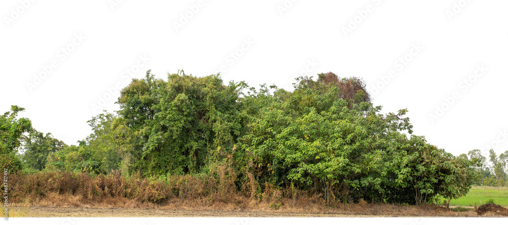 Poster a group of rich green trees high resolution on transparent background.