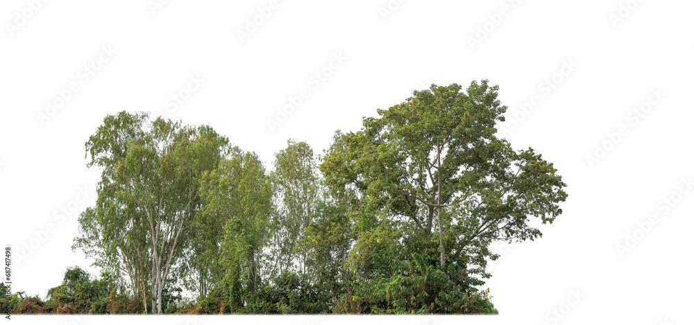 Aufkleber A group of rich green trees High resolution on transparent background..