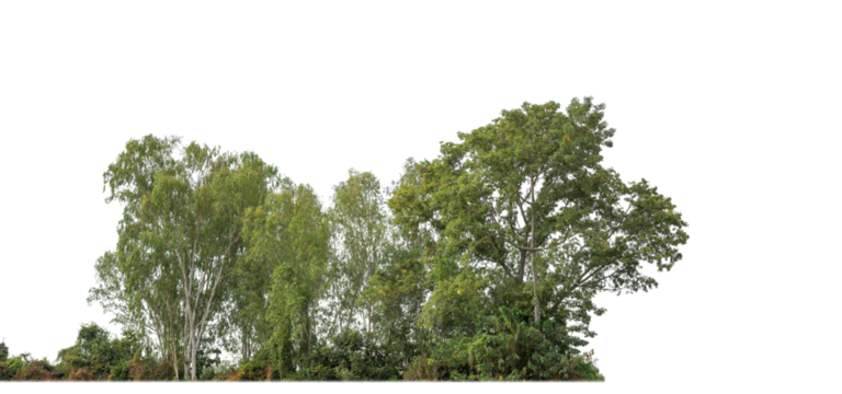 A group of rich green trees High resolution on transparent background..