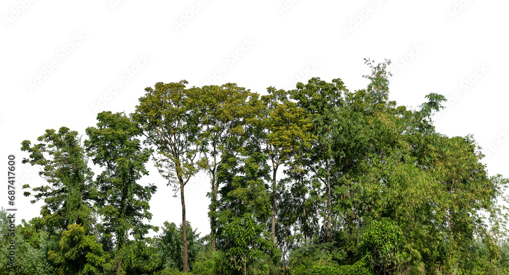 Poster a group of rich green trees high resolution on transparent background.