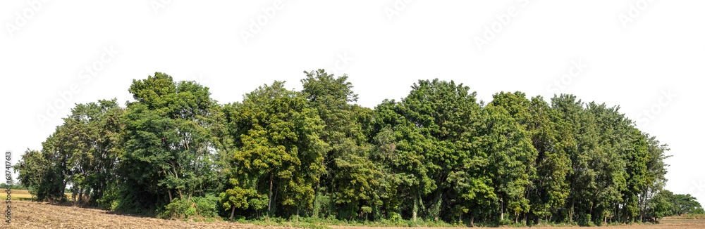 Aufkleber A group of rich green trees High resolution on transparent background..