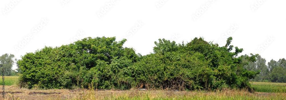 Aufkleber a group of rich green trees high resolution on transparent background.