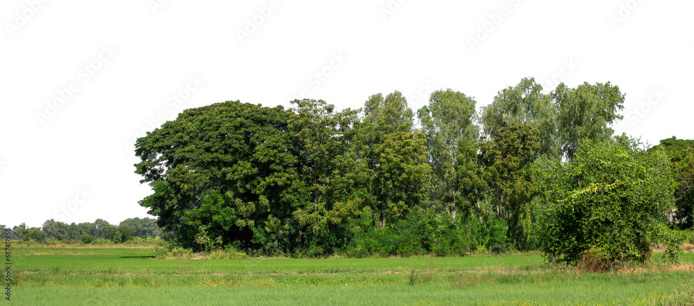 Poster a group of rich green trees high resolution on transparent background.