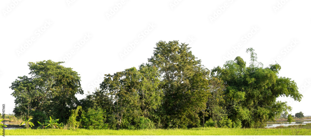 Aufkleber a group of rich green trees high resolution on transparent background.