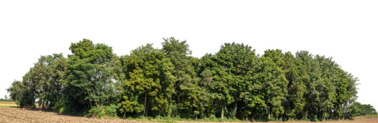A group of rich green trees High resolution on transparent background..
