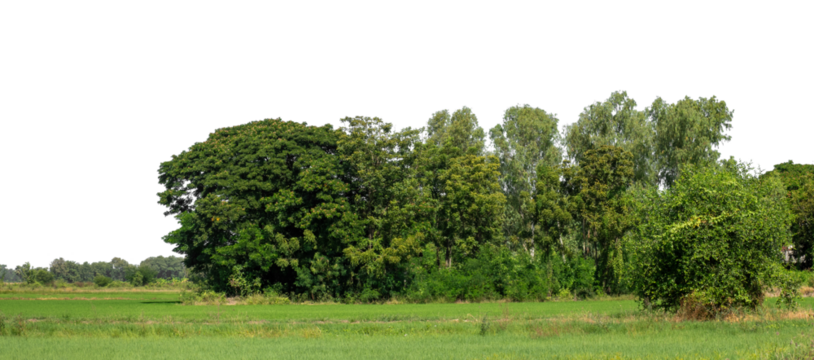A group of rich green trees High resolution on transparent background.
