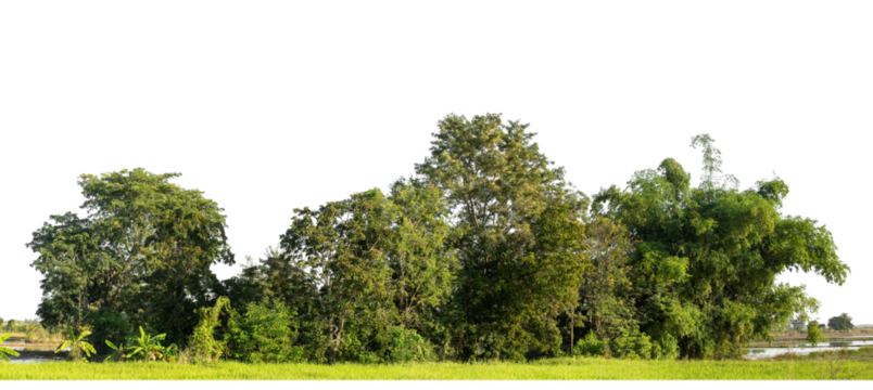 A group of rich green trees High resolution on transparent background.