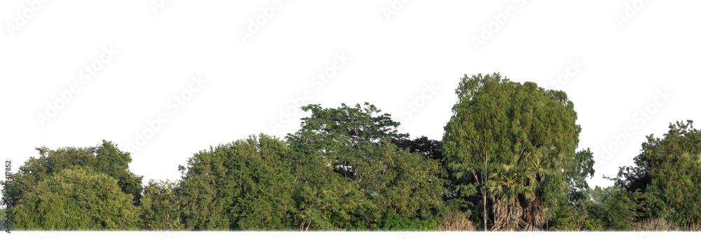 Aufkleber Forest in summer, high resolution on transparent background.