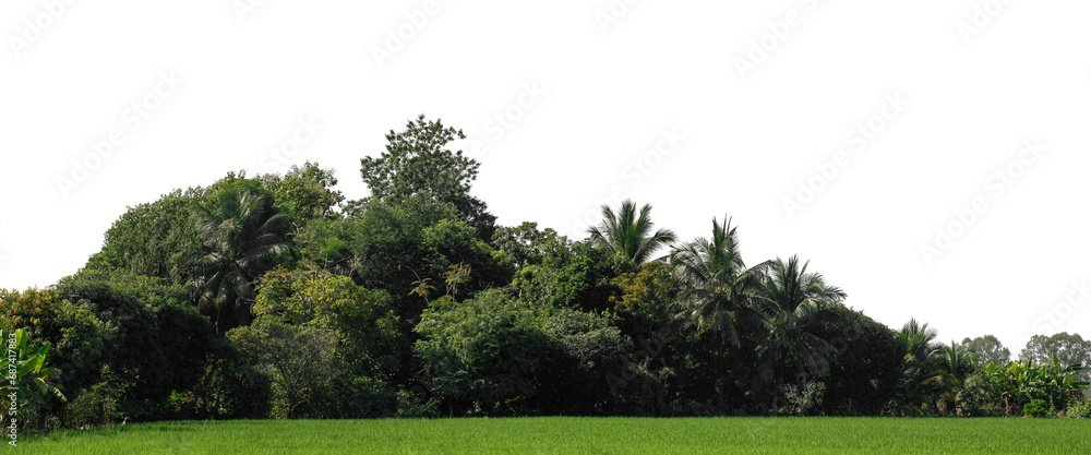 Poster green forest in summer, high resolution on transparent background.