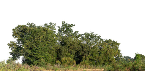 Forest in summer, high resolution on transparent background.