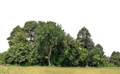 Fototapeta premium Green forest in summer, high resolution on transparent background.