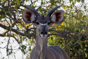 Kopf eines Sambesi-Großkudu Männchen in der Frontale