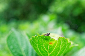 A fly's compound eyes looks over the tip of a leaf
