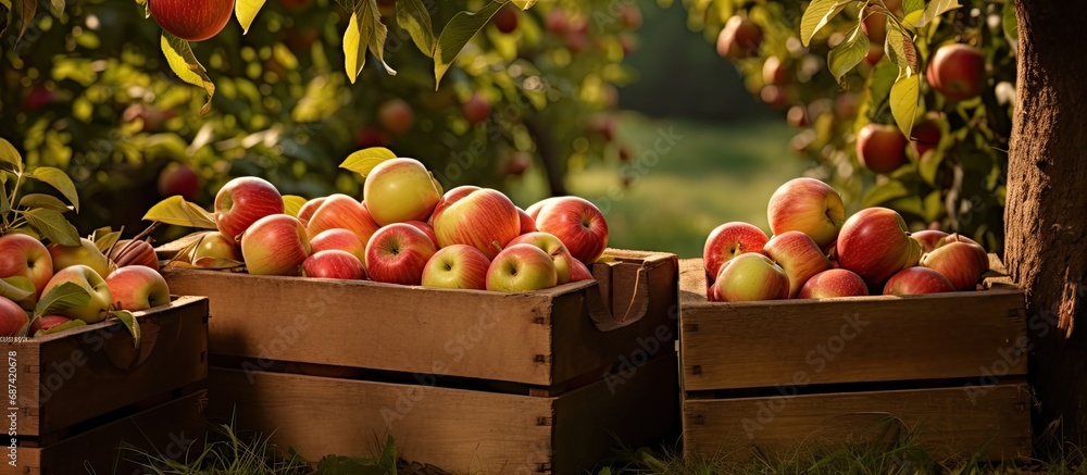 Poster apples, ripe and in crates, both on trees and in the orchard.