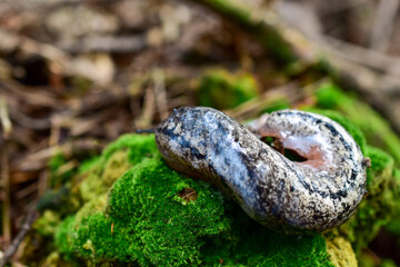 Philomycus carolinianus