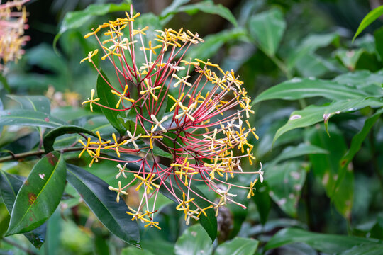 Close up of  the yellow flowers called Fragrant Ixora scientific names Ixora hookeri or Ixora odorata in Kauai, Hawaii, United States.
