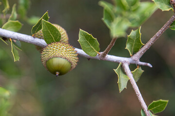 Close-up of a cork oak acorn with a few leaves on the tree