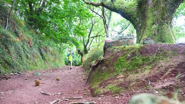 Mature man hiking on 'La Rhune' in the French Basque Country