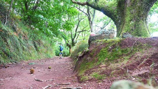 Mature man hiking on 'La Rhune' in the French Basque Country