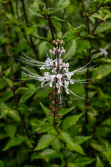 Close up of the cute white flower called Cat's Whiskers or Java Tea scientific name Orthosiphon aristatus in Kauai, Hawaii, United States.
