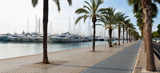 Paseo maritimo at early morning in Palma de Mallorca, Spain. Palm trees and Marina with Luxury yachts in the background. - obrazy, fototapety, plakaty