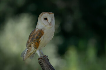 Beautiful Barn owl (Tyto alba) sitting on a branch. Noord Brabant in the Netherlands.              ...