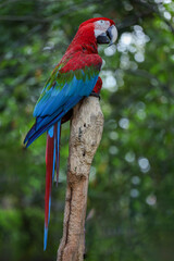 Close up the red macaw parrot bird in gardena