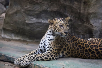 The leopard tiger is cute and speed wildanimal in zoology.