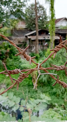 Fototapeta premium Rusty barbed iron fence, taken at close range