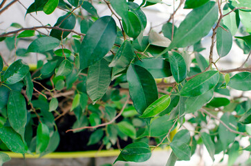 House plant ficus with green leaves growing in a pot.