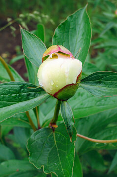 White peony bud in raindrops. Close-up, vertical photograph.