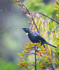 Tui bird perched on native New Zealand Flax in the rain. Auckland. Vertical format.