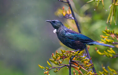 Tui bird perched on native New Zealand Flax in the rain. Auckland.