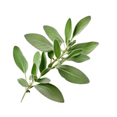 sage leaves isolated on transparent background,transparency 