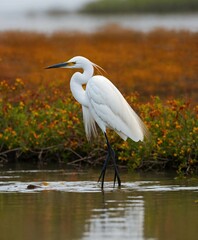 white egret,Egret bird lines,Egret painting,White egret home decoration picture,white bird drawing