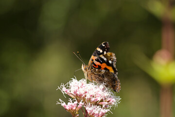 Fototapeta na wymiar フジバカマの花から吸蜜する情熱的な黒に赤橙色の羽を広げたアカタテハ蝶（自然光・マクロレンズ接写）