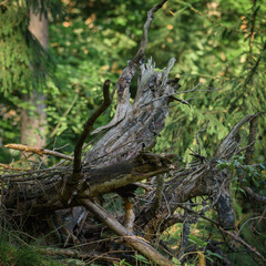 CINIFEROUS FOREST  - Dry root of an old tree in a clearing 
