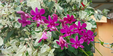 Ornamental plants green leaves of beautiful red flowers, taken at close range