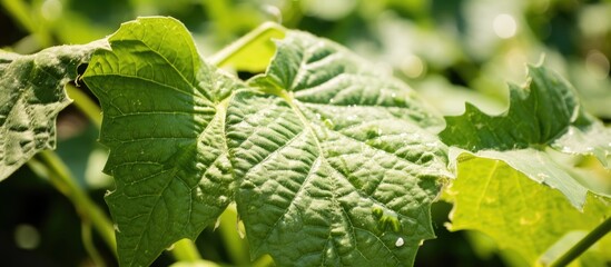 Cucumber leaf suffering from plant disease, leaf spot.