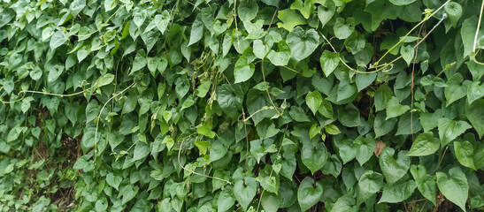 Green deciduous ornamental plant, taken at close range