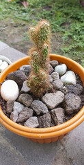 Plant Echinopsis tubiflora Cactus, taken at close range