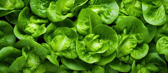 Close-up of fresh green lettuce leaves - obrazy, fototapety, plakaty