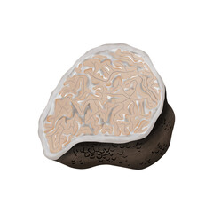 TUBER RUFUM Pico truffle mushrooms, illustration cartoon design.