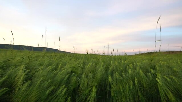 Sunset wheat field. Green wheat sprouts on a field in the rays of sunset, with young shoots growing during spring. Concept of wheat farming, agriculture and organic eco-bio food production