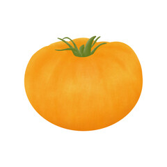 Carolina Gold Slicer Tomato, Illustration design.