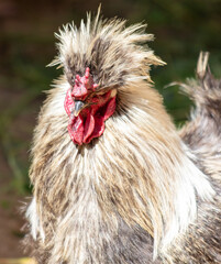 Portrait of a rooster on a farm