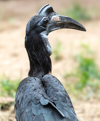 Raven with a large beak. Portrait