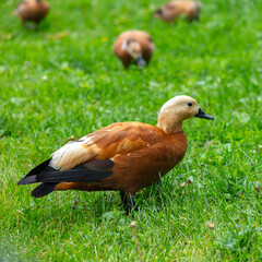 Ducks graze on green grass
